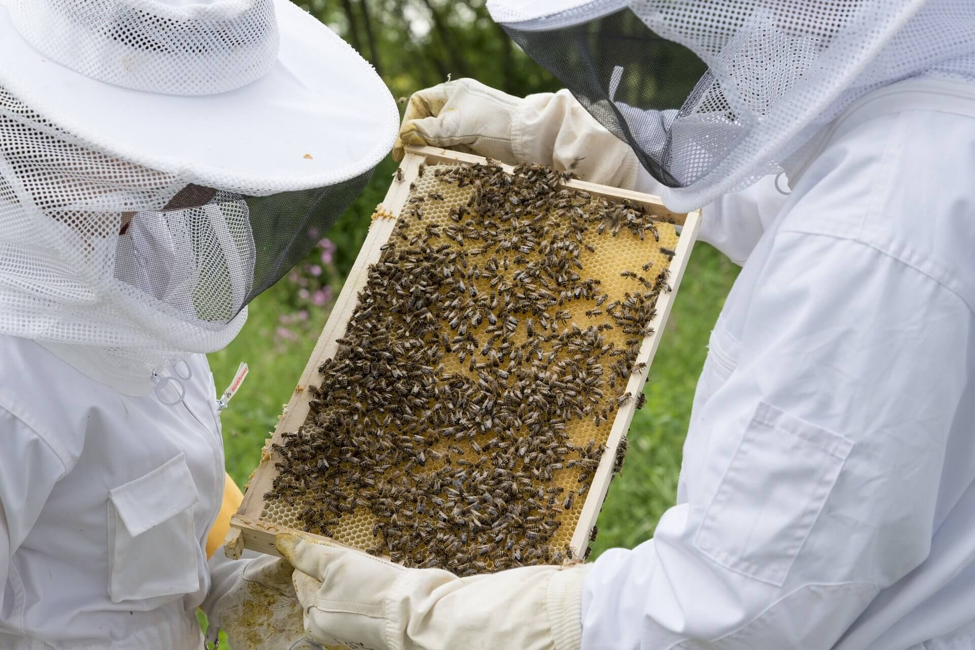 Rozpoczęcie sezonu pszczelarskiego 2018