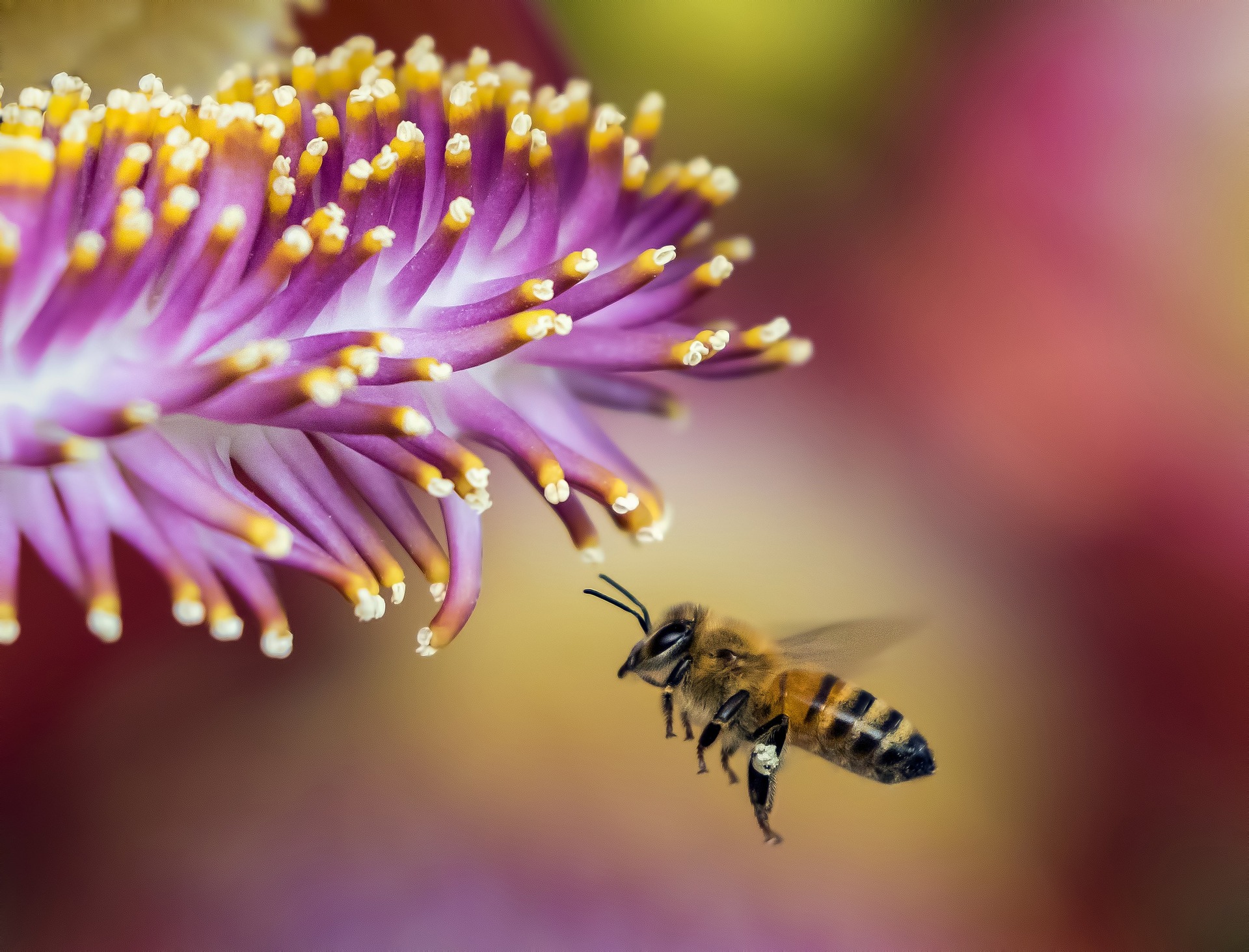 Rozpoczęcie sezonu pszczelarskiego | 21 maja